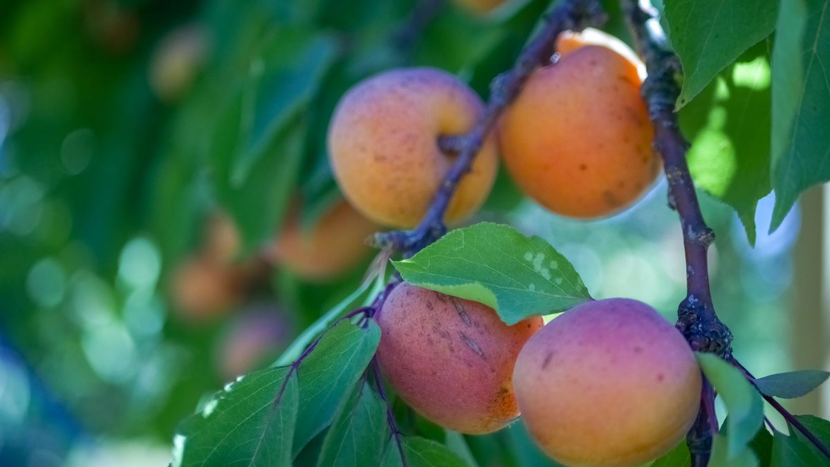 Mrazy na jihu Čech poškodily meruňky, ovlivní i další druhy ovoce